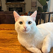 Toby is registered to the contest to win money with this photo: animal, blue_eyes, cat, cozy, ears, feline, fireplace, fur, greenery, home, houseplant, indoors, living_room, pet, portrait, sitting, television, whiskers, white_cat, wooden_table