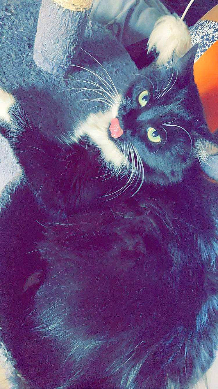 Channelle a rejoint le concours — aidez-le/la à gagner de superbes lots ! black_cat, carnivore, cat, cat_supply, claw, comfort, domestic_short_haired_cat, electric_blue, felidae, fur, magenta, paw, small_to_medium_sized_cats, snout, tail, whiskers