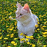 cat, white_cat, pet, animal, feline, portrait, outdoor, garden, wildflowers, yellow_flowers, meadow, nature, grass, fur, whiskers, ears, greenery, sitting, closeup, spring