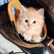 Phoenix joined the competition — help win amazing prizes! kitten, cat, orange_cat, blue_eyes, boot, brown_boot, paw, fur, cute, pet, animal, indoor, curious, small, snuggled, floor, leather, closeup, cozy, soft_lighting