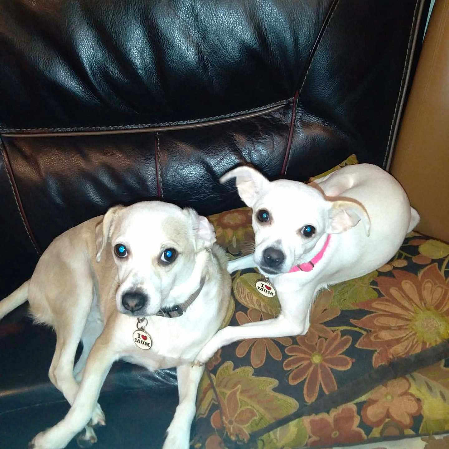 Bobo And Lolah is registered to the contest to win money with this photo: animal, collar, companions, cozy, cushion, cute, dog, dog_tag, flash, furniture, home, indoor, leather_couch, looking_at_camera, pets, reflection, resting, small_dog, tan_dog, white_dog