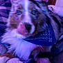 dog, australian_shepherd, pet, bandana, blue_lighting, close_up, portrait, fur, eyes, tongue, licking, blanket, bed, cozy, indoor, blurry, soft_focus, looking_at_camera, floppy_ears, nose