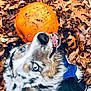 Romy is registered to the contest to win money with this photo: dog, blue_eyes, pumpkin, orange_ball, autumn_leaves, leaf_litter, close_up, portrait, playful, tongue_out, fur, muzzle, nose, harness, outdoors, fall_season, pet, nature, background_leaves, cheerful