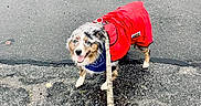 Romy is registered to the contest to win money with this photo: asphalt, australian_shepherd, blue_bandana, closeup, coat, dog, happy, heterochromia, leash, outdoor, pet, puddle, rainy, red_raincoat, reflection, street, tongue_out, tricolor, walking, wet_pavement
