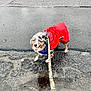 Romy is registered to the contest to win money with this photo: dog, australian_shepherd, red_raincoat, leash, wet_pavement, puddle, street, outdoor, rainy, happy, tongue_out, blue_bandana, tricolor, heterochromia, pet, walking, asphalt, reflection, coat, closeup