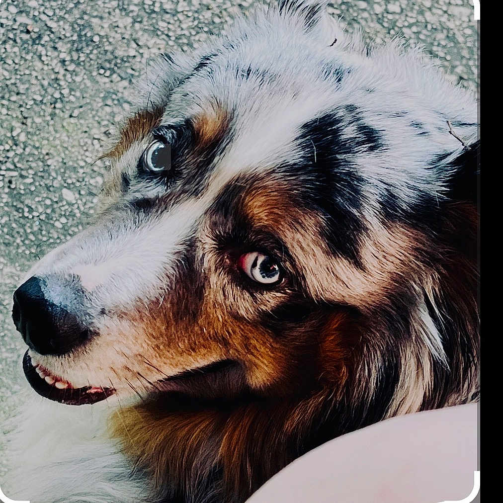 Romy joined the competition — help win amazing prizes! animal, australian_shepherd, blue_eyes, close_up, companion, dog, domestic_animal, fluffy, fur, gaze, gravel_background, headshot, looking_up, muzzle, nose, outdoor, pet, portrait, teeth, whiskers