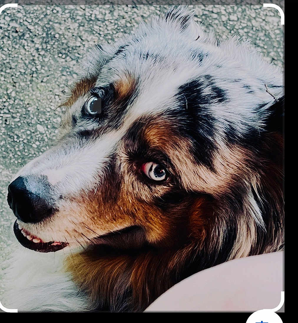 Romy joined the competition — help win amazing prizes! dog, pet, close_up, portrait, australian_shepherd, blue_eyes, fur, muzzle, nose, teeth, outdoor, gravel_background, animal, looking_up, gaze, whiskers, companion, domestic_animal, fluffy, headshot