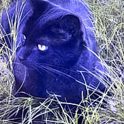 Pax is registered to the contest to win money with this photo: alert, animal, black_cat, cat, closeup, curious, eyes, field, fur, grass, mammal, natural_light, nature, outdoor, pet, quiet, side_view, sitting, whiskers, wildlife