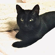 Pax is registered to the contest to win money with this photo: cat, black_cat, pet, animal, feline, indoor, resting, blanket, fur, whiskers, eyes, cute, cozy, sleepy, domestic_animal, mammal, lying_down, soft, companion, relaxing