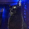 Pax joined the competition — help win amazing prizes! black_cat, cat, animal, pet, indoor, night, blue_lights, string_lights, dark_background, fur, whiskers, ears, eyes, mood_lighting, close_up, portrait, feline, domestic_cat, no_face, quiet