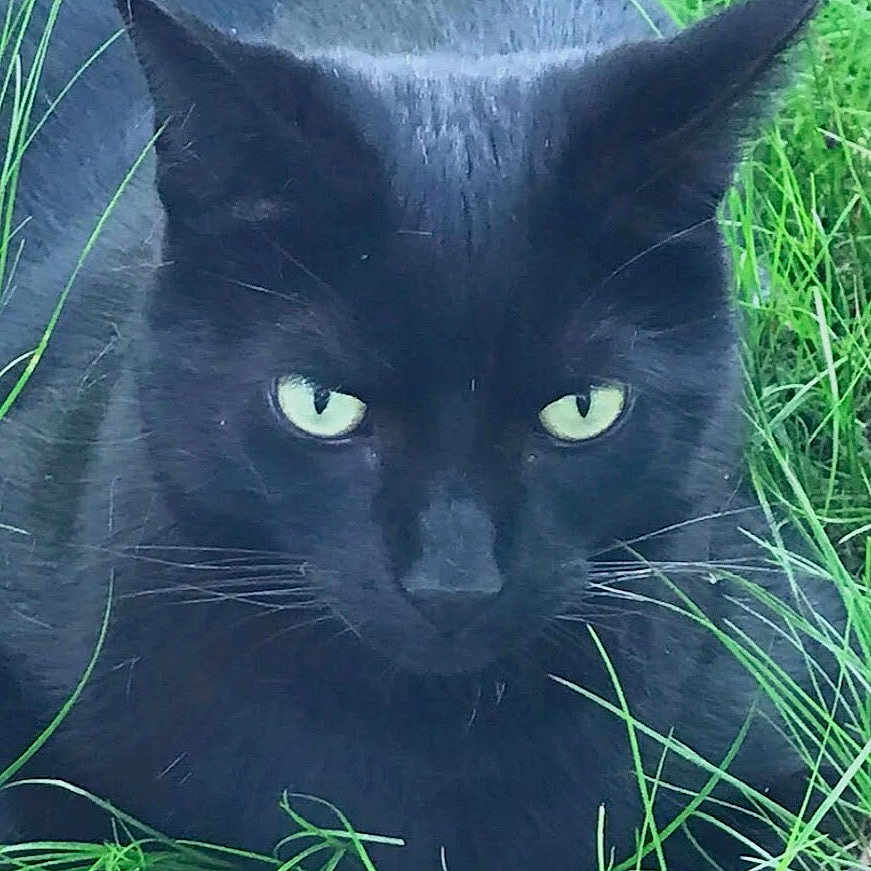 Pax joined the competition — help win amazing prizes! black_cat, cat, animal, pet, grass, greenery, outdoor, nature, whiskers, ears, eyes, close_up, feline, mammal, portrait, wildlife, fur, alert, background, head