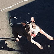 Jada is registered to the contest to win money with this photo: active, animal, asphalt, autumn, black_and_white, canine, daylight, dog, ears_up, energetic, happy, leaping, leaves, mouth_open, outdoor, pet, playful, running, shadow, sunlight