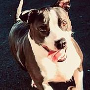 Jada joined the competition — help win amazing prizes! dog, canine, pet, tongue_out, happy, smiling, black_and_white, close_up, portrait, playful, outdoors, asphalt, tail, ears_up, paws, looking_up, attentive, shadow, sunlit, motion_blur