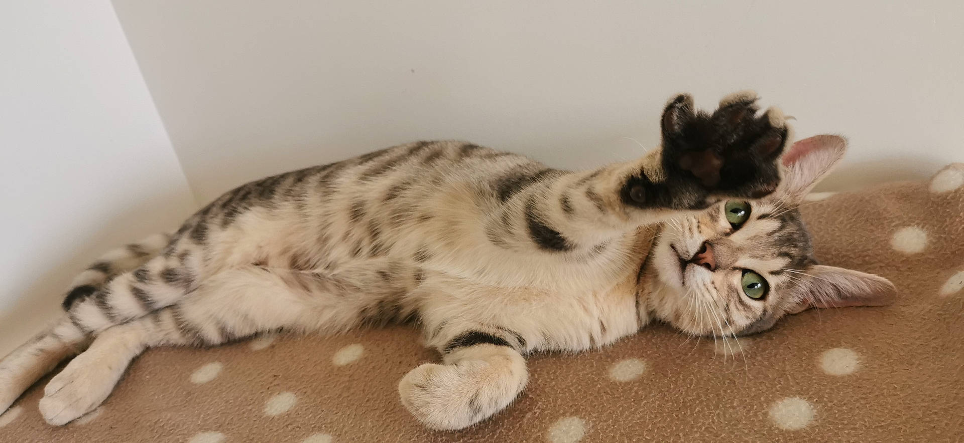 Isi a rejoint le concours — aidez-le/la à gagner de superbes lots ! animal, blanket, cat, close_up, cozy, curious, cute, ears, feline, fur, green_eyes, indoor, lying_down, paw, pet, playful, polka_dot, stretching, tabby, whiskers