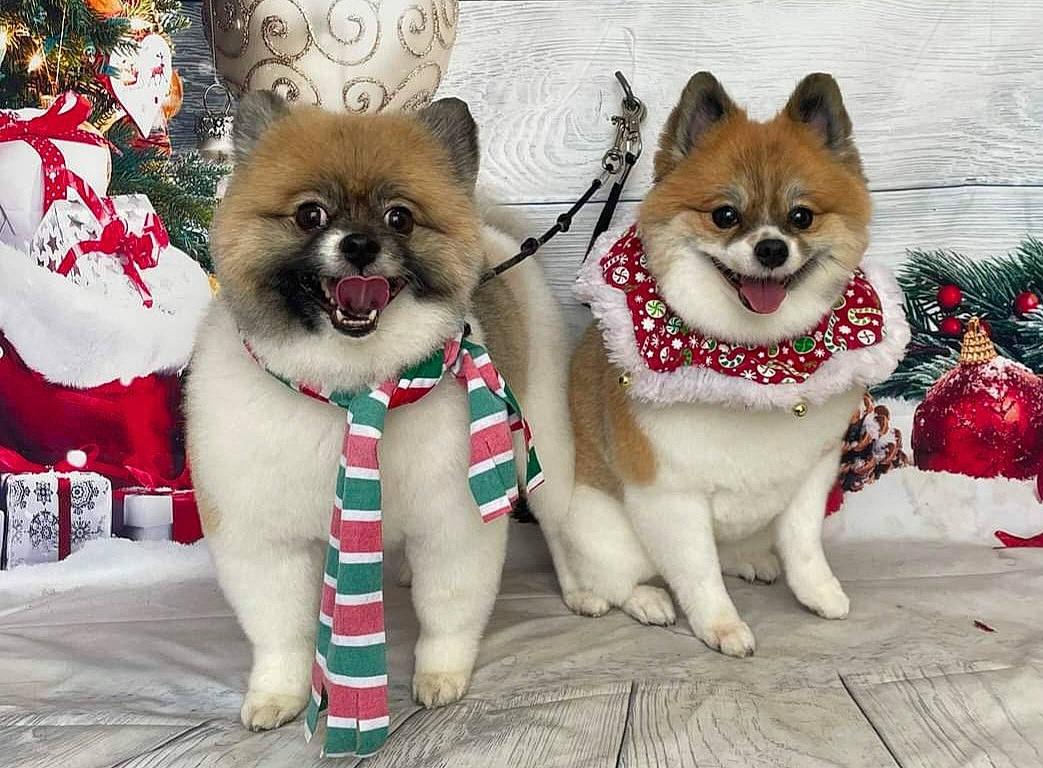 Rhea Ricco is registered to the contest to win money with this photo: canidae, carmine, carnivore, collar, companion_dog, dog, dog_breed, dog_supply, event, fawn, fur, pattern, paw, snout, snow, spitz, sporting_group, tail, winter, working_animal