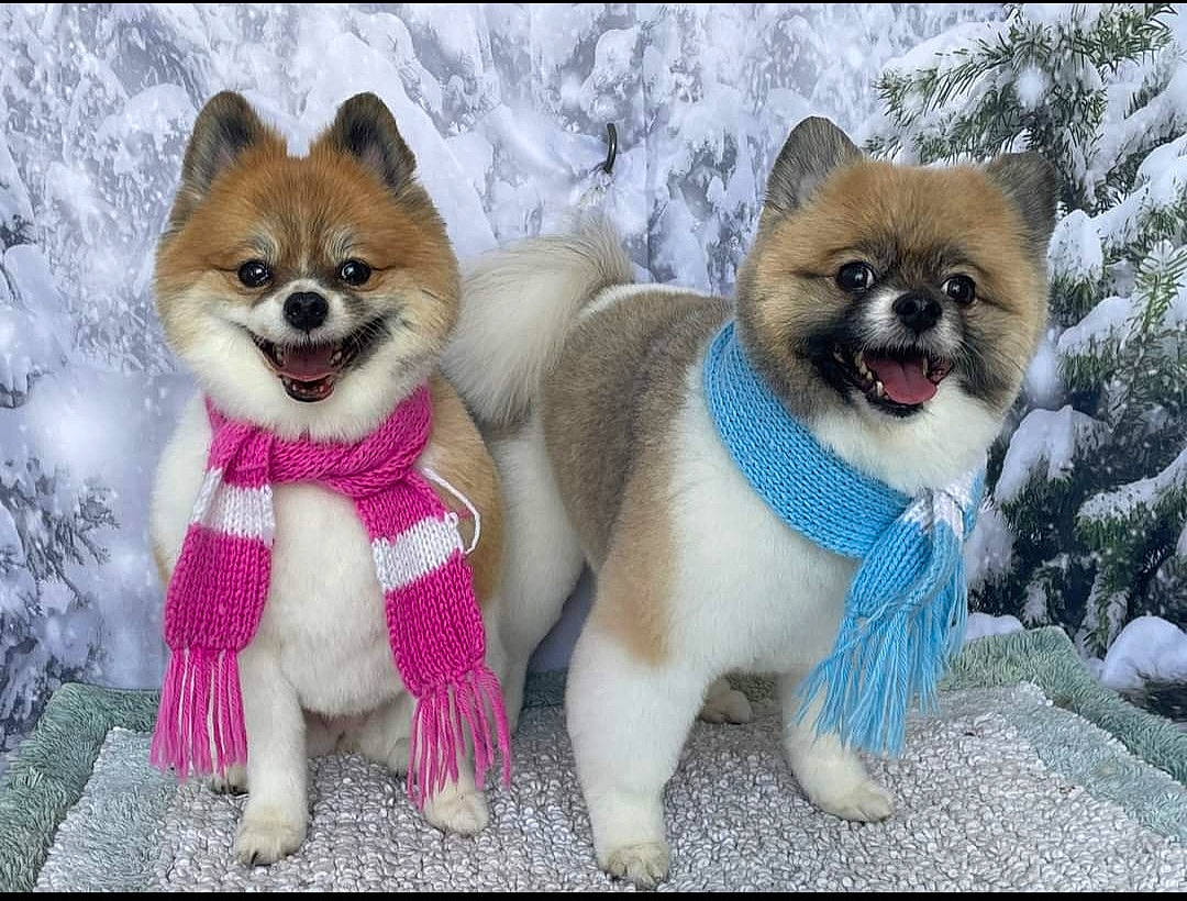 Rhea Ricco is registered to the contest to win money with this photo: ancient_dog_breeds, art, canidae, carnivore, companion_dog, dog, dog_breed, dog_supply, fawn, fox, fur, snout, snow, tail, terrestrial_animal, tree, whiskers, wildlife, winter, working_animal