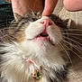 Bruiser joined the competition — help win amazing prizes! cat, fluffy, nose, whiskers, mouth, teeth, collar, charm, human_hand, finger, indoor, couch, fur, pet, close_up, cute, relaxed, pink_nose, tabby, white_fur
