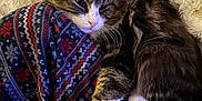 Bruiser joined the competition — help win amazing prizes! cat, pajamas, patterned_clothing, fluffy_blanket, cozy, indoor, pet, fur, tabby_cat, white_paws, resting, sleepy, soft_texture, comfort, closeup, animal, domestic_cat, relaxation, warmth, cuddle