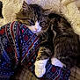 cat, pajamas, patterned_clothing, fluffy_blanket, cozy, indoor, pet, fur, tabby_cat, white_paws, resting, sleepy, soft_texture, comfort, closeup, animal, domestic_cat, relaxation, warmth, cuddle