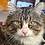 Bruiser joined the competition — help win amazing prizes! cat, tabby, close_up, yellow_eyes, pink_nose, whiskers, fur, indoor, pet, animal, mammal, face, curious, fluffy, domestic_cat, portrait, looking, feline, household, relaxed