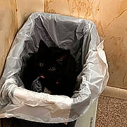 Dantés is registered to the contest to win money with this photo: black_cat, cat, collar, container, corner, curious, ears, eyes, floor, garbage, household_item, indoor, looking_up, mischievous, pet, plastic_bag, red_reflection, small_space, tiled_wall, trash_can