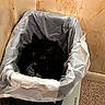 black_cat, cat, collar, container, corner, curious, ears, eyes, floor, garbage, household_item, indoor, looking_up, mischievous, pet, plastic_bag, red_reflection, small_space, tiled_wall, trash_can