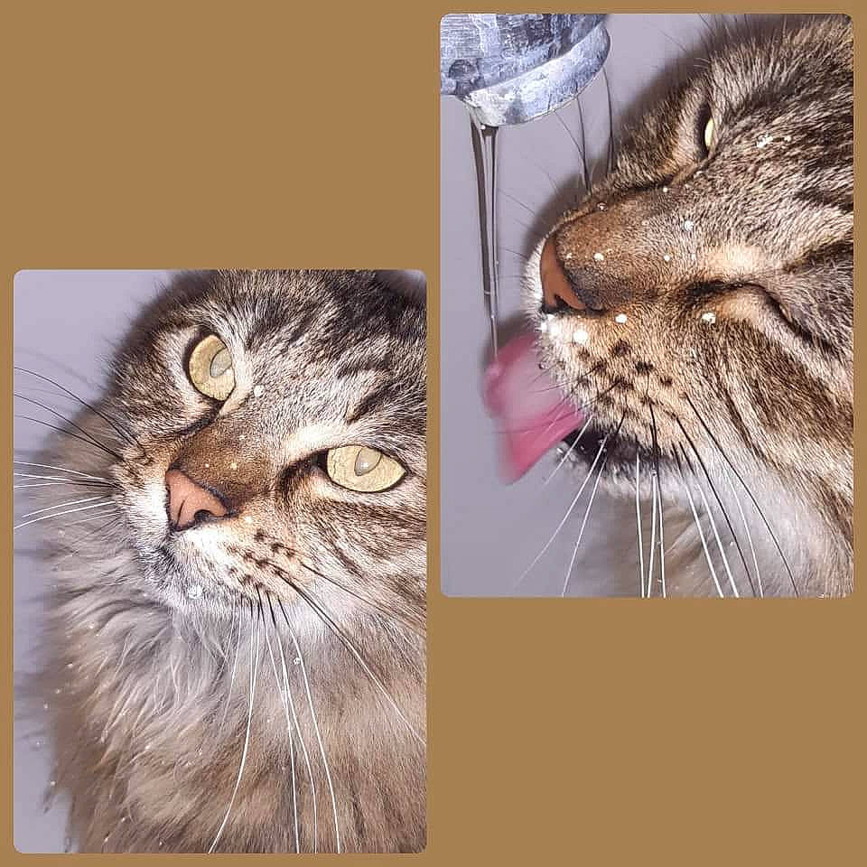 Crumble participe au concours pour gagner de l'argent avec cette photo : american_shorthair, asian, carnivore, cat, close_up, domestic_short_haired_cat, european_shorthair, felidae, fur, nose, photo_caption, photography, small_to_medium_sized_cats, snout, tabby_cat, whiskers, wild_cat