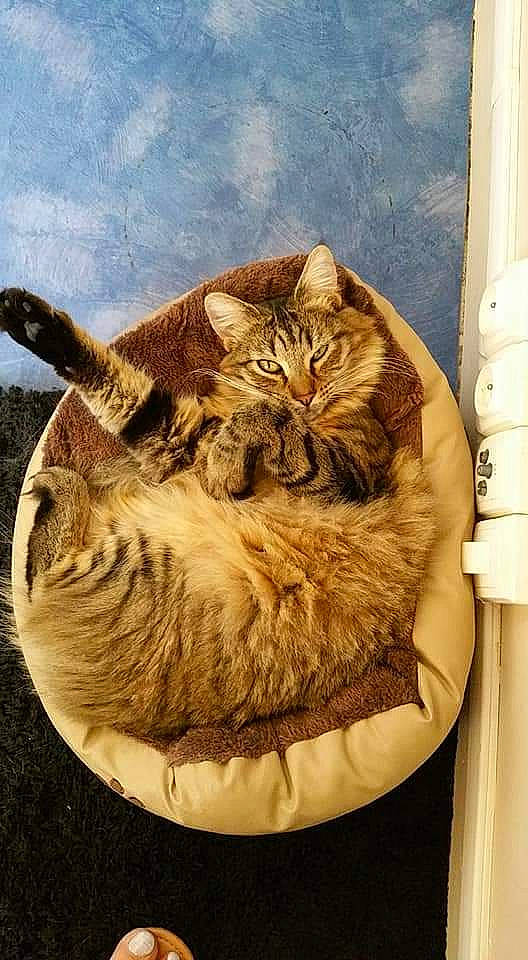 Crumble participe au concours pour gagner de l'argent avec cette photo : asian, british_semi_longhair, california_spangled, carnivore, cat, domestic_short_haired_cat, dragon_li, european_shorthair, fawn, felidae, fur, kitten, ocicat, pixie_bob, small_to_medium_sized_cats, tabby_cat, whiskers, wild_cat, window