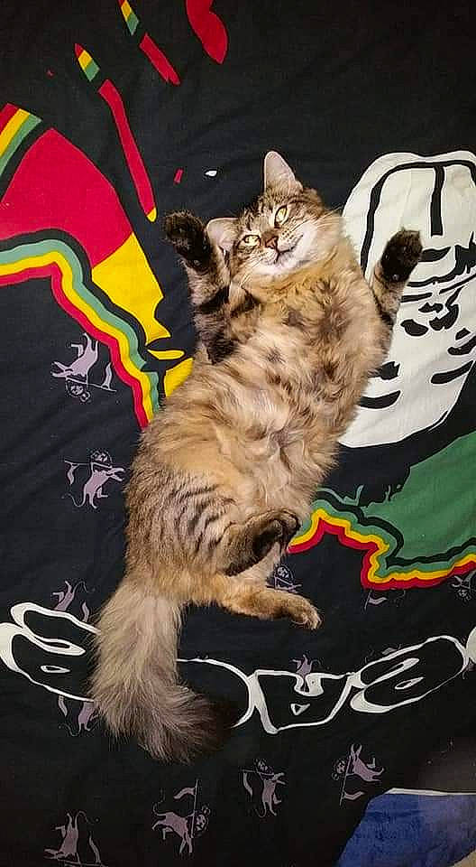 Crumble a rejoint le concours — aidez-le/la à gagner de superbes lots ! american_bobtail, american_curl, american_shorthair, asian, carnivore, cat, dragon_li, egyptian_mau, european_shorthair, felidae, kitten, maine_coon, mammal, norwegian_forest_cat, pixie_bob, small_to_medium_sized_cats, tabby_cat, tail, whiskers, wild_cat