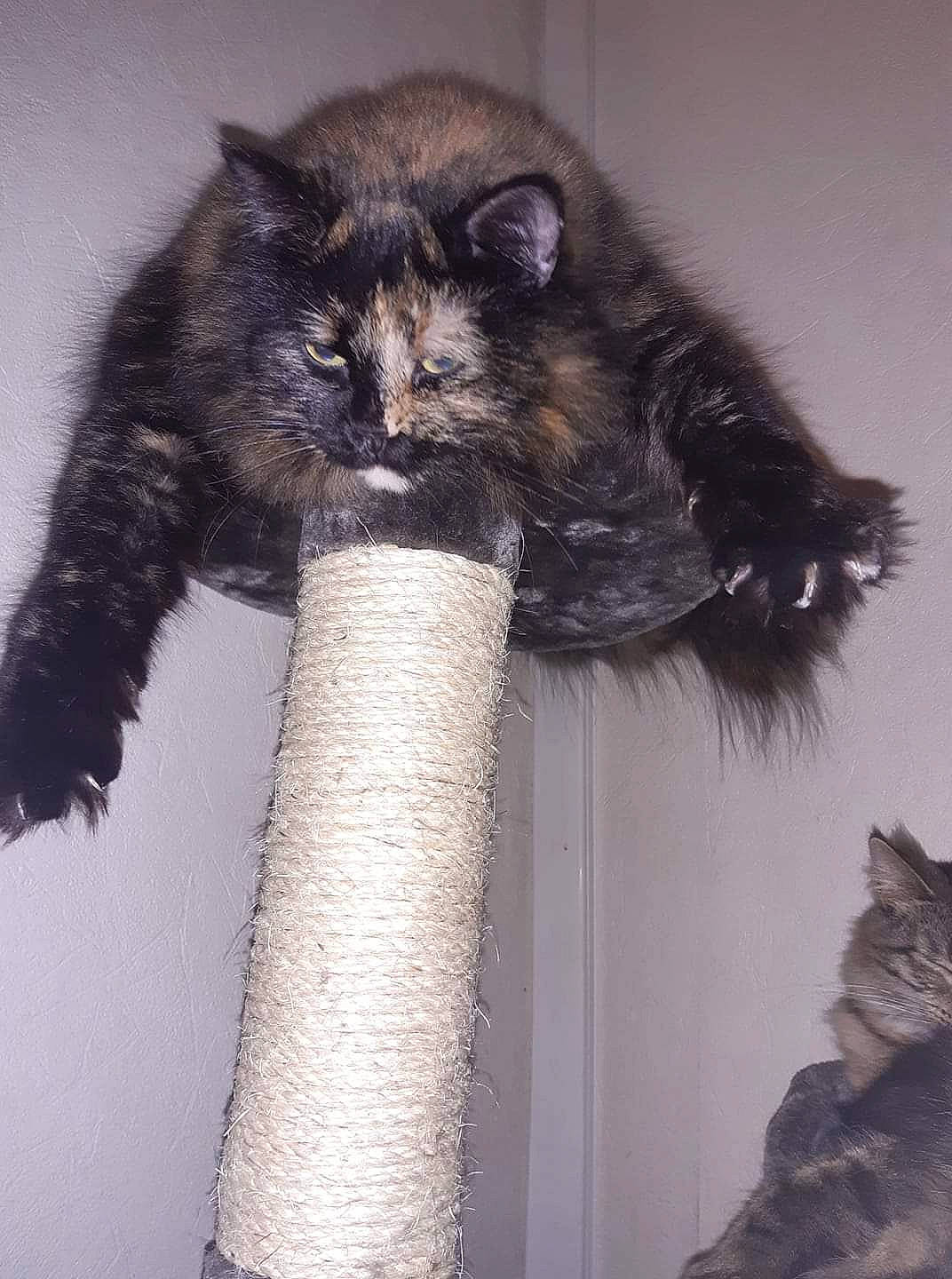 Colombine a rejoint le concours — aidez-le/la à gagner de superbes lots ! american_curl, carnivore, cat, domestic_long_haired_cat, felidae, fur, kitten, maine_coon, norwegian_forest_cat, polydactyl_cat, siberian, small_to_medium_sized_cats, tail, whiskers