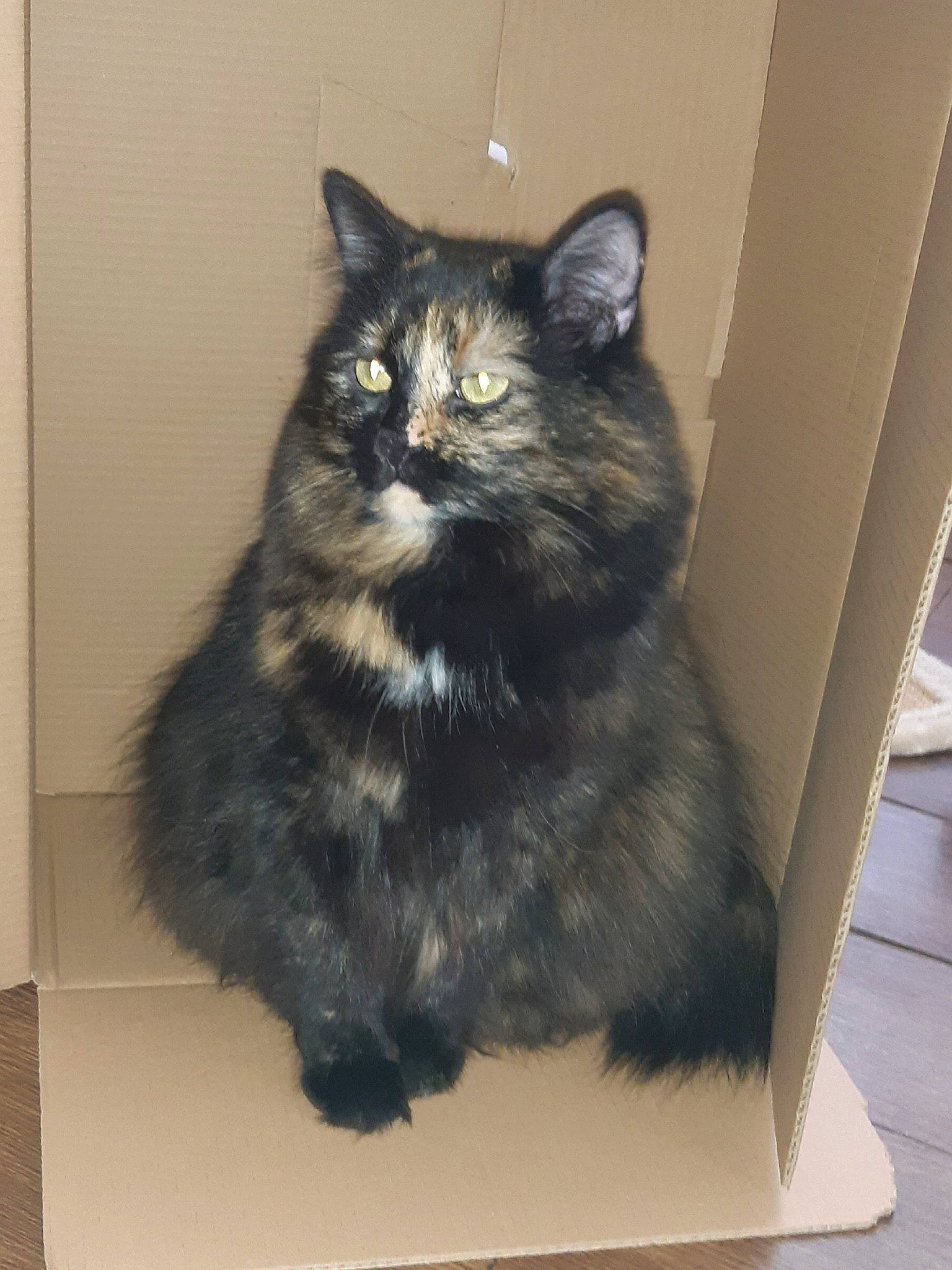 Colombine participe au concours pour gagner de l'argent avec cette photo : asian, asian_semi_longhair, box, british_semi_longhair, carnivore, cat, cymric, domestic_long_haired_cat, domestic_short_haired_cat, felidae, fur, kitten, kurilian_bobtail, maine_coon, mammal, norwegian_forest_cat, ragamuffin, small_to_medium_sized_cats, vertebrate, whiskers