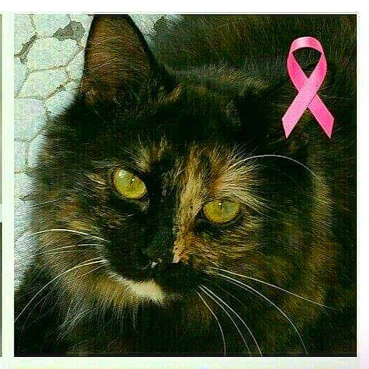 Colombine a rejoint le concours — aidez-le/la à gagner de superbes lots ! art, black_cat, carnivore, cat, domestic_short_haired_cat, felidae, illustration, kitten, norwegian_forest_cat, painting, photo_caption, picture_frame, rectangle, small_to_medium_sized_cats, snout, square, tabby_cat, whiskers