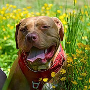 Manga participe au concours pour gagner de l'argent avec cette photo : brown_fur, close_up, collar, dog, grass, greenery, happy, meadow, nature, outdoor, panting, pet, pit_bull, portrait, red_harness, smiling, sunlight, tongue_out, wildflowers, yellow_flowers