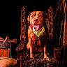 Manga a rejoint le concours — aidez-le/la à gagner de superbes lots ! animal_photography, bandana, blanket, brown_dog, chain, chair, cushion, dark_background, dog, dramatic_lighting, front_facing, indoor, living_room, ornate_furniture, pet, portrait, sitting, throne, tongue_out, warrior