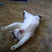 Cricket joined the competition — help win amazing prizes! cat, stretching, yawning, carpet, indoor, animal, pet, white_cat, black_spots, feline, relaxed, floor, home, bookshelf, furniture, cozy, mammal, cute, domestic_animal, resting