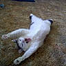cat, stretching, yawning, carpet, indoor, animal, pet, white_cat, black_spots, feline, relaxed, floor, home, bookshelf, furniture, cozy, mammal, cute, domestic_animal, resting