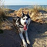 Iwa a rejoint le concours — aidez-le/la à gagner de superbes lots ! dog, husky, siberian_husky, beach, sand, ocean, seaside, dunes, grass, outdoors, animal, pet, black_and_white, blue_eyes, panting, tongue, harness, lying_down, sunlight, coastline