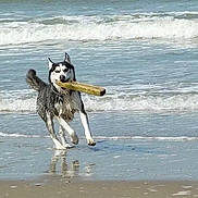 Iwa a rejoint le concours — aidez-le/la à gagner de superbes lots ! dog, husky, canine, beach, ocean, waves, surf, water, sand, wet_sand, reflection, stick, outdoors, daylight, running, playing, fetch, animal, shoreline, summer