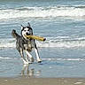 dog, husky, canine, beach, ocean, waves, surf, water, sand, wet_sand, reflection, stick, outdoors, daylight, running, playing, fetch, animal, shoreline, summer