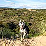 Iwa a rejoint le concours — aidez-le/la à gagner de superbes lots ! dog, husky, siberian_husky, sitting, outdoor, sand_dune, coastline, landscape, nature, grass, shrubs, blue_sky, clouds, sunlight, tongue_out, pointed_ears, black_and_white_fur, dog_portrait, wilderness, travel