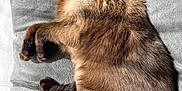San a rejoint le concours — aidez-le/la à gagner de superbes lots ! animal, cat, closeup, cozy, cushion, feline, fur, indoors, mammal, nap, pet, pillow, relaxation, resting, siamese_cat, sleeping, soft, sunlight, tail, whiskers