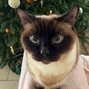 San participe au concours pour gagner de l'argent avec cette photo : animal, blanket, blue_eyes, cat, christmas_tree, close_up, cute, decorations, ears, festive, fur, holiday, indoor, looking_at_camera, mammal, ornaments, pet, siamese_cat, soft_texture, whiskers