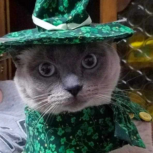 Bee Gee joined the competition — help win amazing prizes! carnivore, cat, costume, costume_accessory, costume_hat, fashion_accessory, fedora, felidae, fictional_character, green, hat, headgear, leprechaun, russian_blue, saint_patricks_day, small_to_medium_sized_cats, sun_hat, whiskers