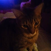 Bama is registered to the contest to win money with this photo: cat, animal, pet, indoor, dim_light, blurry, feline, whiskers, ears, blanket, purple_light, cozy, soft, fur, domestic, mammal, closeup, resting, night, shadow