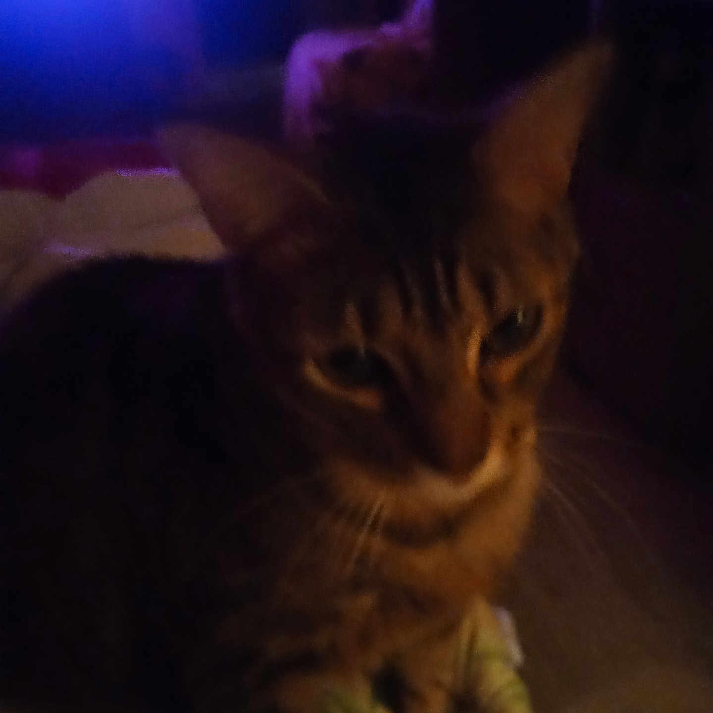 Bama is registered to the contest to win money with this photo: animal, blanket, blurry, cat, closeup, cozy, dim_light, domestic, ears, feline, fur, indoor, mammal, night, pet, purple_light, resting, shadow, soft, whiskers