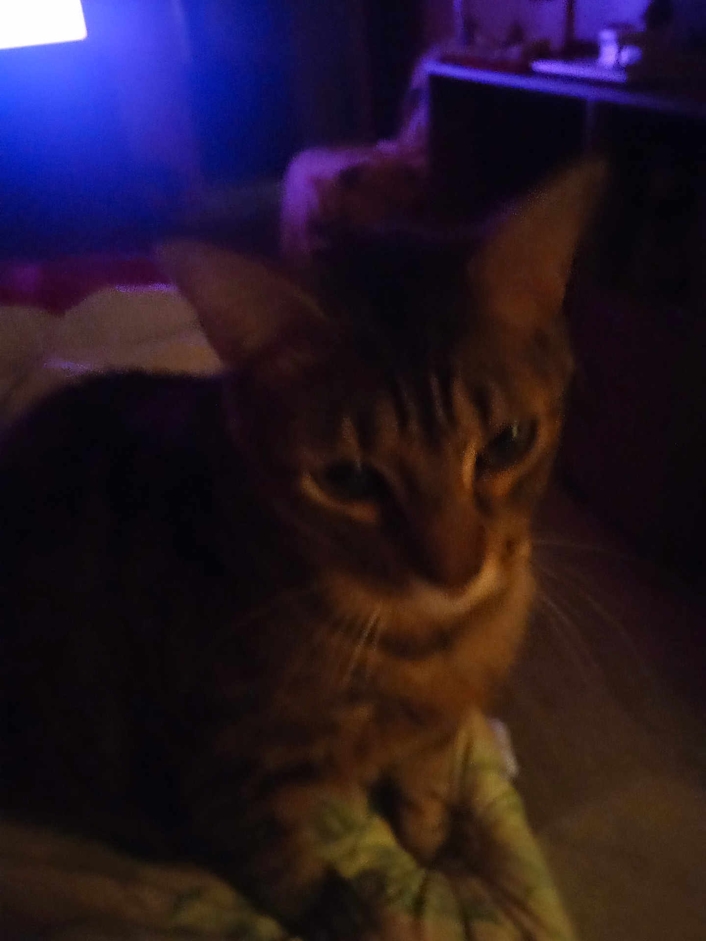 Bama is registered to the contest to win money with this photo: cat, animal, pet, indoor, dim_light, blurry, feline, whiskers, ears, blanket, purple_light, cozy, soft, fur, domestic, mammal, closeup, resting, night, shadow