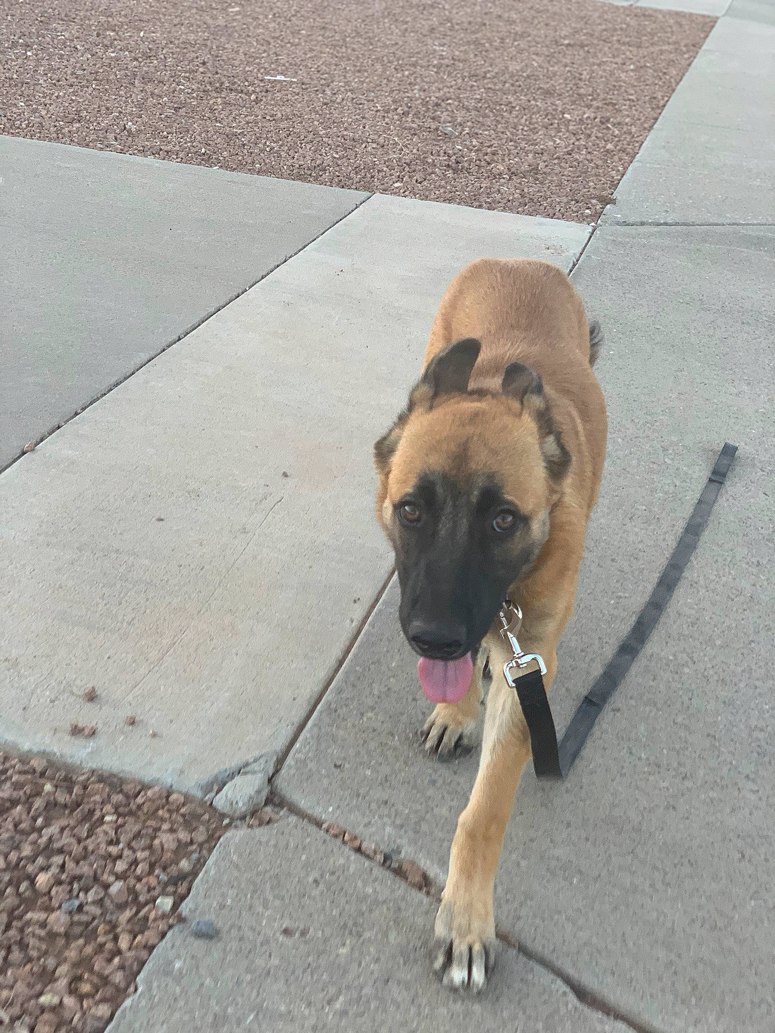 Pebbles is registered to the contest to win money with this photo: black_mouth_cur, canidae, carnivore, dog, dog_breed, fawn, leash, mammal, snout, street_dog, vertebrate