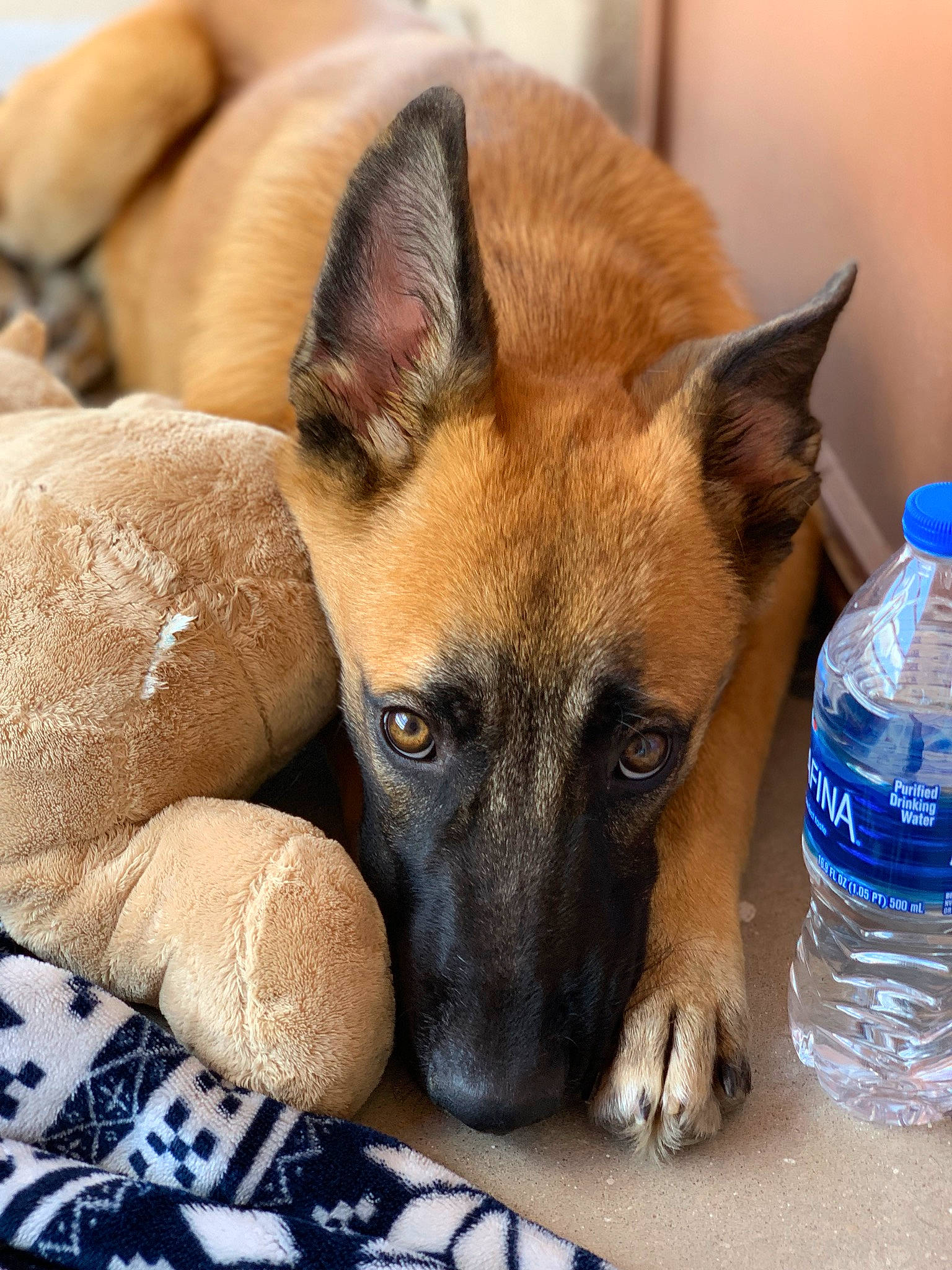 Pebbles joined the competition — help win amazing prizes! belgian_shepherd_malinois, black_mouth_cur, canidae, carnivore, companion_dog, dog, dog_breed, fawn, formosan_mountain_dog, german_shepherd_dog, mammal, rare_breed_dog, snout, vertebrate, working_dog