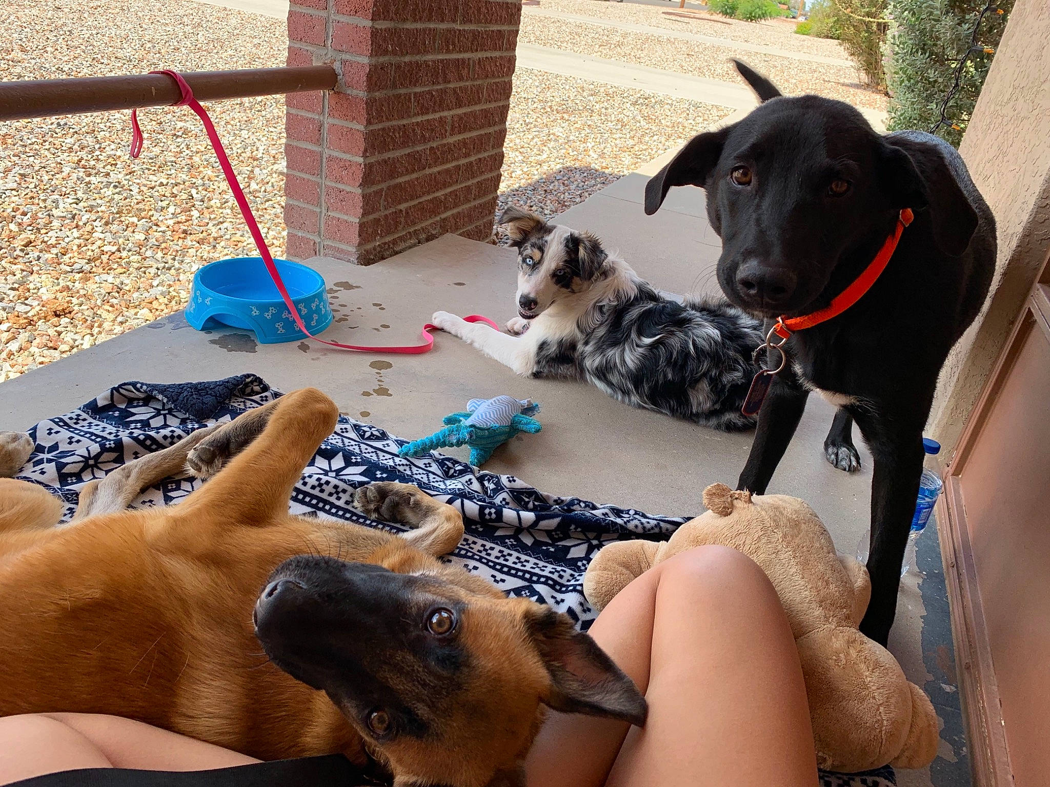 Pebbles joined the competition — help win amazing prizes! canidae, carnivore, dog, dog_breed, fawn, great_dane, guard_dog, non_sporting_group, sporting_group