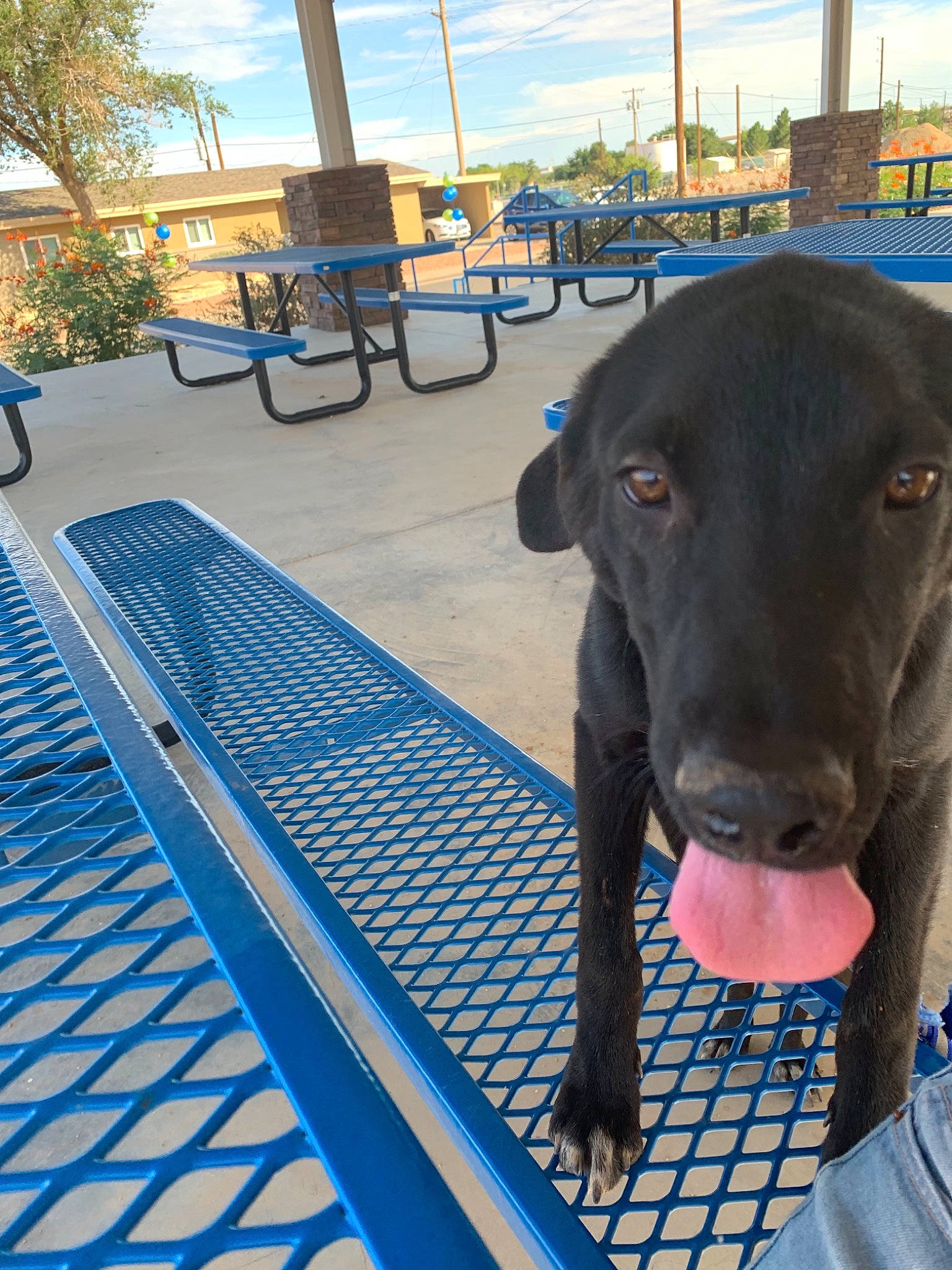 Shadow joined the competition — help win amazing prizes! canidae, carnivore, dog, dog_breed, fawn, great_dane, guard_dog, leisure, non_sporting_group, puppy, snout, sporting_group, weimaraner